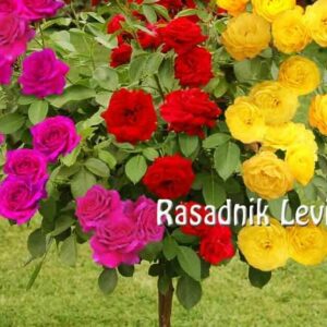 Cveće i rasadnici Lević Selište