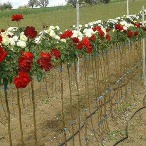 Cveće i rasadnici Lević Selište