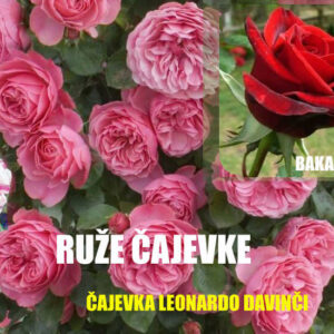 Cveće i rasadnici Lević Selište