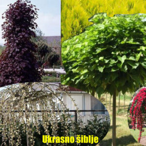 Cveće i rasadnici Lević Selište