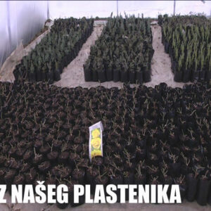 Cveće i rasadnici Lević Selište