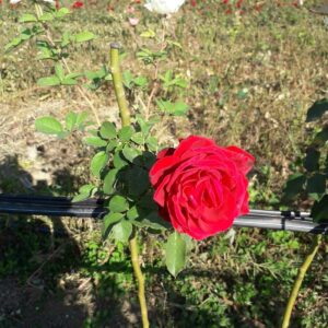 Cveće i rasadnici Lević Selište