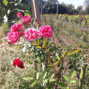 Cveće i rasadnici Lević Selište