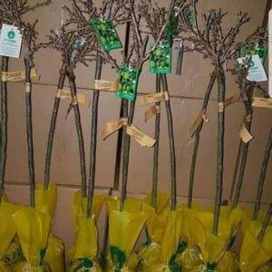 Rasadnik STERMIL Mala Drenova Trstenik