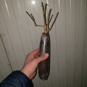 Rasadnik STERMIL Mala Drenova Trstenik