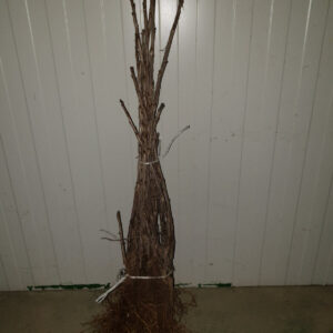 Rasadnik STERMIL Mala Drenova Trstenik