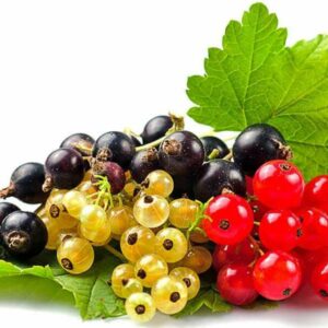 Rasadnik STERMIL Mala Drenova Trstenik