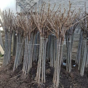 Rasadnik STERMIL Mala Drenova Trstenik