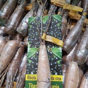 Rasadnik STERMIL Mala Drenova Trstenik