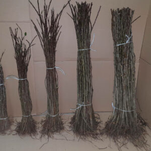 Rasadnik STERMIL Mala Drenova Trstenik