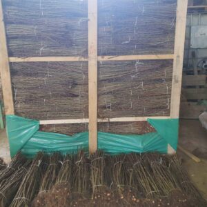 Rasadnik STERMIL Mala Drenova Trstenik