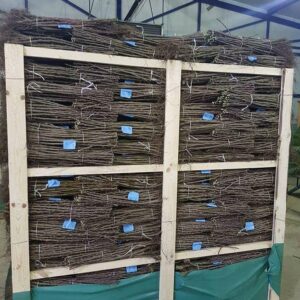 Rasadnik STERMIL Mala Drenova Trstenik