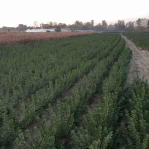 Rasadnik STERMIL Mala Drenova Trstenik