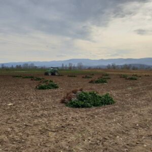 Rasadnik STERMIL Mala Drenova Trstenik