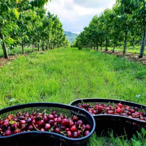 Rasadnik STERMIL Mala Drenova Trstenik