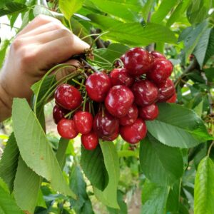 Rasadnik STERMIL Mala Drenova Trstenik