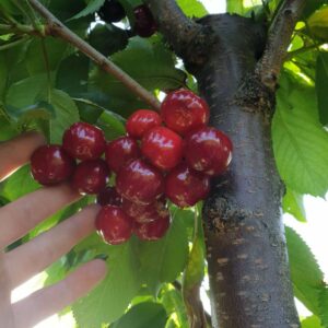 Rasadnik STERMIL Mala Drenova Trstenik