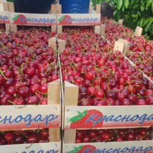 Rasadnik STERMIL Mala Drenova Trstenik