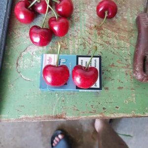 Rasadnik STERMIL Mala Drenova Trstenik