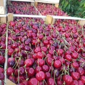 Rasadnik STERMIL Mala Drenova Trstenik