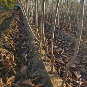Rasadnik STERMIL Mala Drenova Trstenik