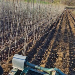 Rasadnik STERMIL Mala Drenova Trstenik