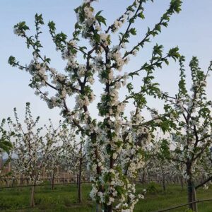 Rasadnik STERMIL Mala Drenova Trstenik