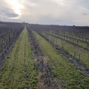 Rasadnik STERMIL Mala Drenova Trstenik