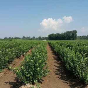 Rasadnik STERMIL Mala Drenova Trstenik