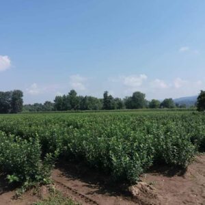 Rasadnik STERMIL Mala Drenova Trstenik