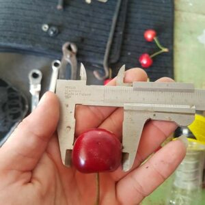 Rasadnik STERMIL Mala Drenova Trstenik