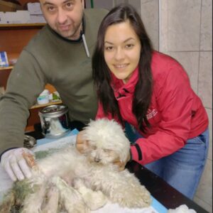 Veterinarska ambulanta Petrović 019 Negotin