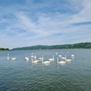 Restoran RAJ NA DUNAVU Veliko Gradište