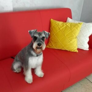 Salon za šišanje pasa i mačaka GROOMING CENTRE BEST IN SHOW Pančevo