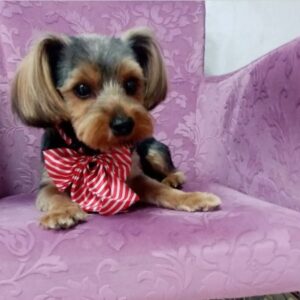 Salon za šišanje pasa i mačaka GROOMING CENTRE BEST IN SHOW Pančevo