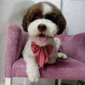 Salon za šišanje pasa i mačaka GROOMING CENTRE BEST IN SHOW Pančevo