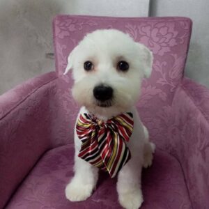 Salon za šišanje pasa i mačaka GROOMING CENTRE BEST IN SHOW Pančevo