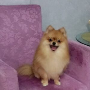 Salon za šišanje pasa i mačaka GROOMING CENTRE BEST IN SHOW Pančevo