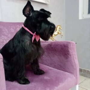 Salon za šišanje pasa i mačaka GROOMING CENTRE BEST IN SHOW Pančevo