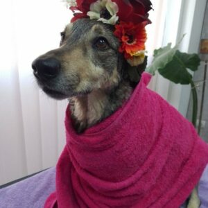 Salon za šišanje pasa i mačaka GROOMING CENTRE BEST IN SHOW Pančevo