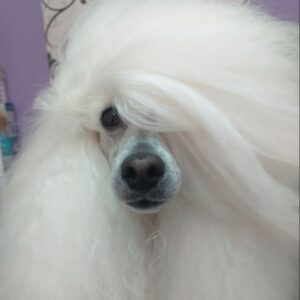 Salon za šišanje pasa i mačaka GROOMING CENTRE BEST IN SHOW Pančevo