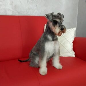 Salon za šišanje pasa i mačaka GROOMING CENTRE BEST IN SHOW Pančevo