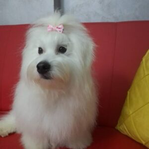 Salon za šišanje pasa i mačaka GROOMING CENTRE BEST IN SHOW Pančevo