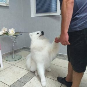 Salon za šišanje pasa i mačaka GROOMING CENTRE BEST IN SHOW Pančevo