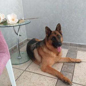Salon za šišanje pasa i mačaka GROOMING CENTRE BEST IN SHOW Pančevo