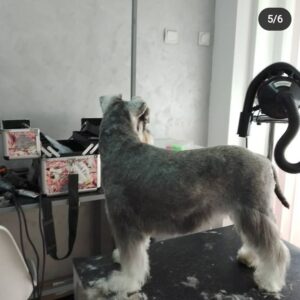 Salon za šišanje pasa i mačaka GROOMING CENTRE BEST IN SHOW Pančevo