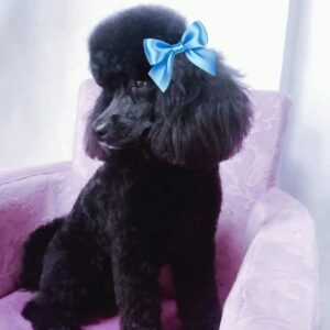 Salon za šišanje pasa i mačaka GROOMING CENTRE BEST IN SHOW Pančevo