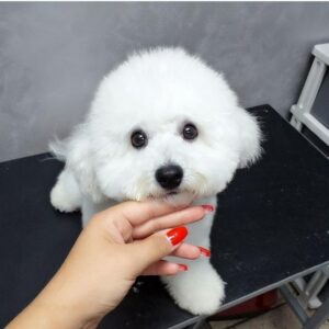 Salon za šišanje pasa i mačaka GROOMING CENTRE BEST IN SHOW Pančevo