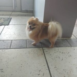 Salon za šišanje pasa i mačaka GROOMING CENTRE BEST IN SHOW Pančevo