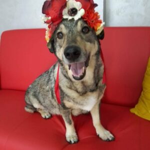 Salon za šišanje pasa i mačaka GROOMING CENTRE BEST IN SHOW Pančevo